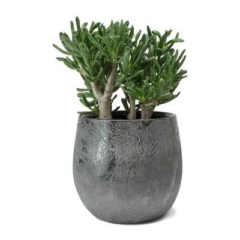 crassula ovata gollum czarna doniczka Zdj HortologyCoUk