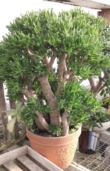 crassula ovata gollum zdj plantresceuCom