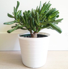 crassula ovata hobbit Zdj @lovethemplants crassula ovata hobbit Zdj @lovethemplants