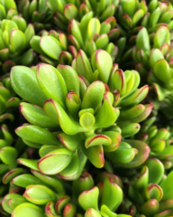 crassula_ovata_hobbit Zdj @floratopia