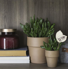grubosz hobbit doniczka ceramiczna Zdj @wild_interiors