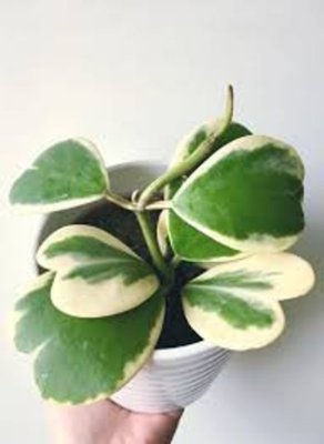 Hoya kerrii variegata Zdj Etsy com
