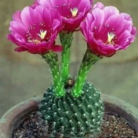 Kwitnacy kaktus Zdj flowersandflowerthingsCom