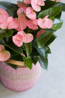 Różowe anturium w różowym koszu Zdj goodsgnCom